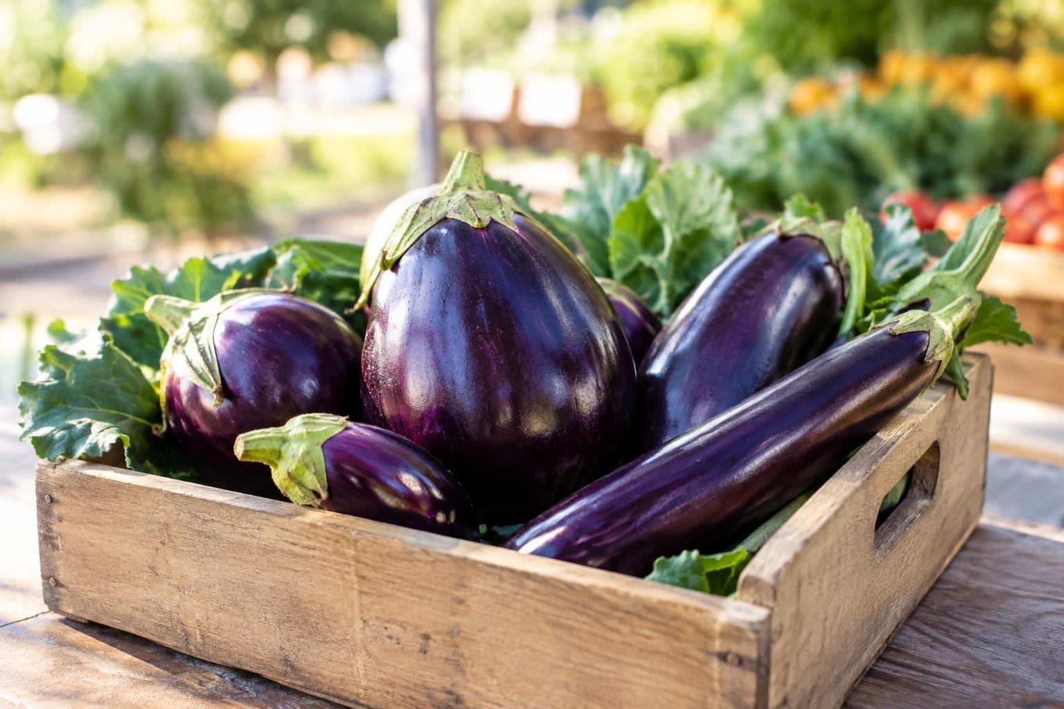 Florida Eggplant: When to Look for It and How Long It Keeps
